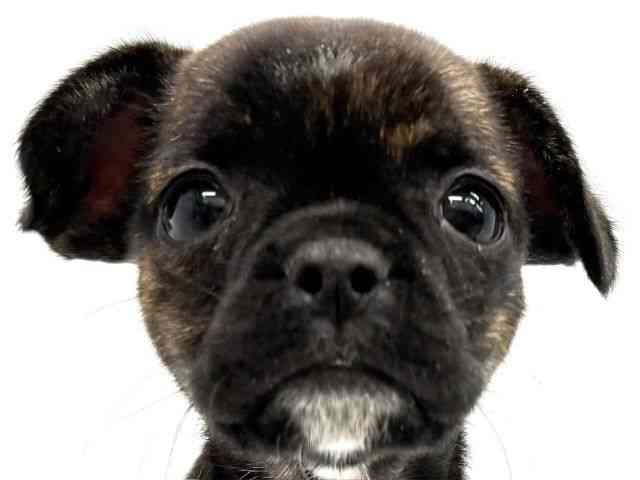 大阪府のチワブル(チワワ×フレンチブルドッグ) (ひごペットフレンドリーイオンタウン茨木太田店/2025年10月19日生まれ/女の子/ブリンドルホワイト)の子犬の1枚目の画像