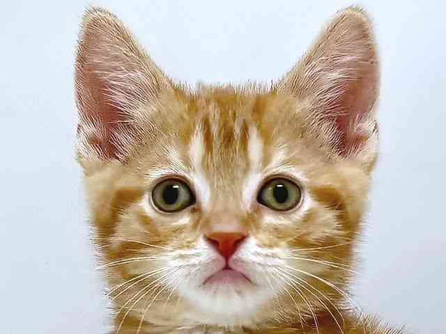 奈良県のアメリカンショートヘアー (ひごペットフレンドリー奈良パワーシティ店/2025年10月19日生まれ/女の子/レッドタビー)の子猫の1枚目の画像