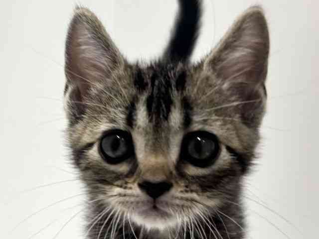愛知県のアメリカンショートヘアー (ひごペットフレンドリーららぽーと名古屋みなとアクルス店/2025年10月16日生まれ/男の子/ブラウンタビー)の子猫の1枚目の画像