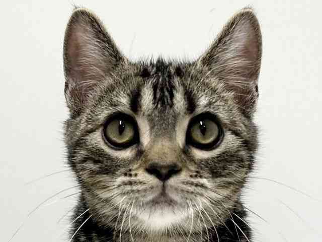 愛知県のアメリカンショートヘアー (ひごペットフレンドリーららぽーと名古屋みなとアクルス店/2025年10月16日生まれ/男の子/ブラウンタビー)の子猫の1枚目の画像