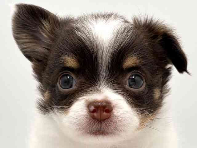 奈良県のチワワ(ロング) (ひごペットフレンドリー田原本店/2025年10月19日生まれ/女の子/ホワイトチョコレートタン)の子犬の1枚目の画像