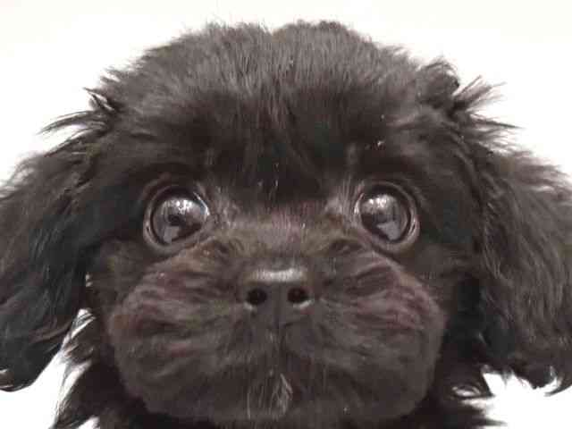 大阪府のチワプー/プーチー(チワワ×プードル) (ひごペットフレンドリー岸和田店/2025年10月18日生まれ/男の子/ブラック)の子犬の1枚目の画像