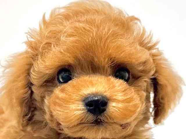 大阪府のトイプードル(トイ) (ひごペットフレンドリーイオン高槻店/2025年10月15日生まれ/男の子/レッドフォーン)の子犬の1枚目の画像