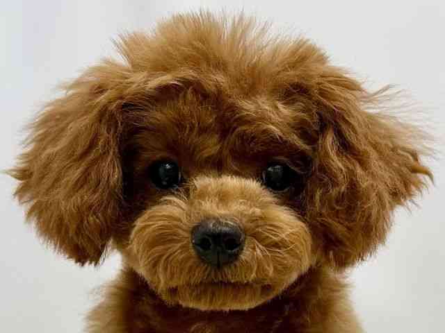 広島県のトイプードル(トイ) (ひごペットフレンドリーゆめタウン廿日市店/2025年10月15日生まれ/女の子/レッドフォーン)の子犬の1枚目の画像