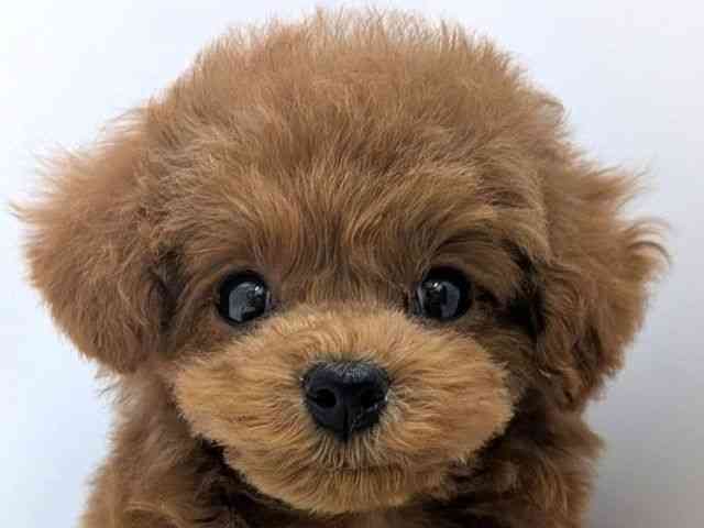 広島県のトイプードル(トイ) (ひごペットフレンドリーゆめタウン廿日市店/2025年10月15日生まれ/女の子/レッドフォーン)の子犬の1枚目の画像