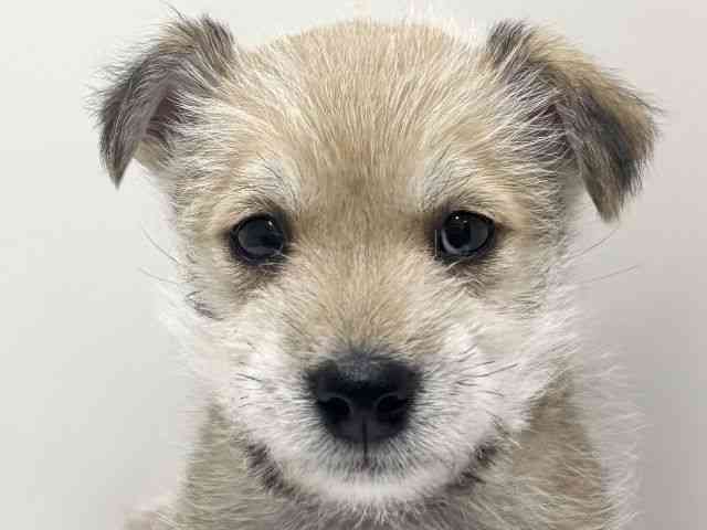 愛知県のハーフ犬・ミックス犬 (ひごペットフレンドリーららぽーと名古屋みなとアクルス店/2025年10月19日生まれ/男の子/赤)の子犬の1枚目の画像