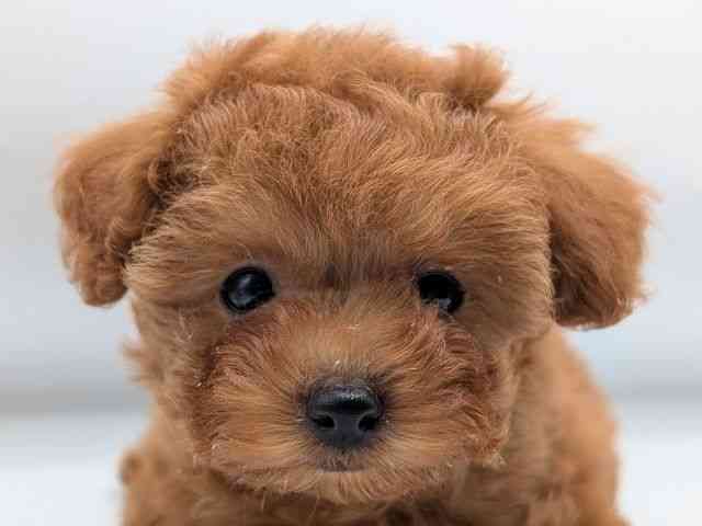 香川県のトイプードル(トイ) (ひごペットフレンドリーゆめタウン高松店/2025年10月18日生まれ/女の子/レッド)の子犬の1枚目の画像