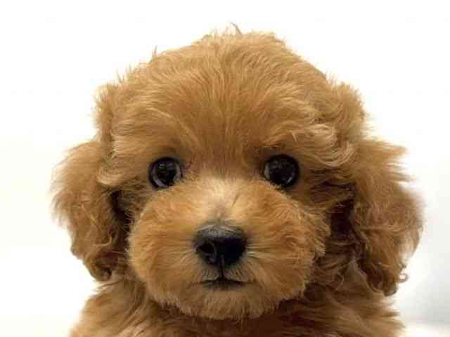 愛知県のトイプードル(トイ) (ひごペットフレンドリーヴィアモール アピタ江南西店/2025年10月19日生まれ/女の子/レッド)の子犬の1枚目の画像