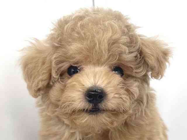 兵庫県のトイプードル(トイ) (ひごペットフレンドリーイオンタウン加古川店/2025年10月19日生まれ/男の子/アプリコット)の子犬の1枚目の画像