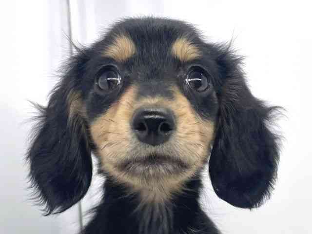 兵庫県のミニチュアダックスフンド(ロング) (ひごペットフレンドリーイオンタウン加古川店/2025年10月19日生まれ/女の子/ブラックイエロー)の子犬の1枚目の画像