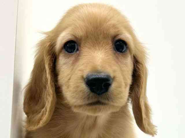 兵庫県のミニチュアダックスフンド(ロング) (ひごペットフレンドリーブルメールHAT神戸店/2025年10月18日生まれ/男の子/クリアレッド)の子犬の1枚目の画像