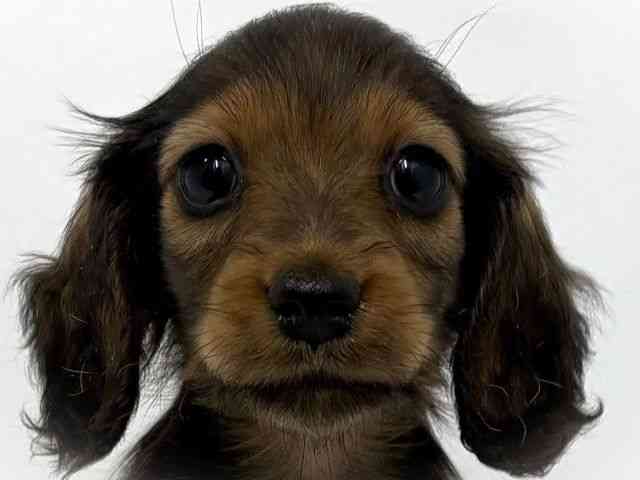 大阪府のミニチュアダックスフンド(ロング) (ひごペットフレンドリーベルファⅡ都島店/2025年10月18日生まれ/男の子/レッド)の子犬の1枚目の画像