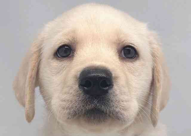 鳥取県のラブラドールレトリーバー (ひごペットフレンドリーイオンモール鳥取北店/2025年10月12日生まれ/男の子/イエロー)の子犬の1枚目の画像