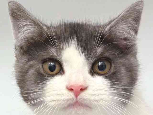 大阪府のスコティッシュフォールド (ひごペットフレンドリー岸和田店/2025年10月16日生まれ/男の子/ブラックスモークホワイト)の子猫の1枚目の画像