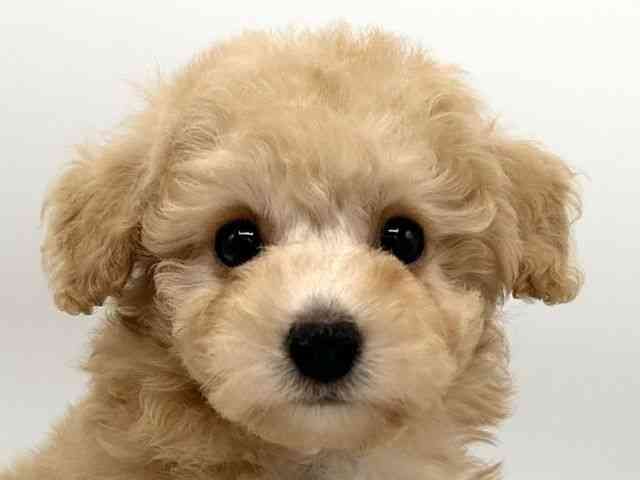 京都府のトイプードル(トイ) (ひごペットフレンドリーイオンモール高の原店/2025年10月18日生まれ/男の子/アプリコット)の子犬の1枚目の画像