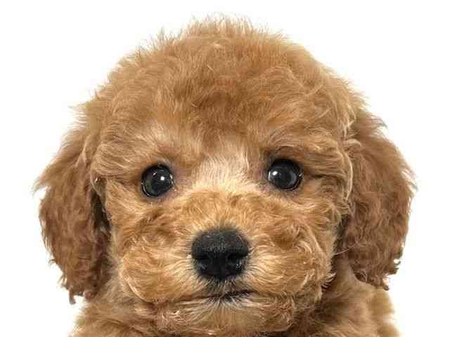 大阪府のトイプードル(トイ) (ひごペットフレンドリーアクロスプラザ住之江店/2025年10月15日生まれ/女の子/アプリコット)の子犬の1枚目の画像