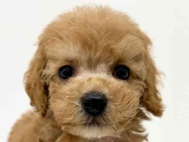 兵庫県のトイプードル(トイ) (ひごペットフレンドリーブルメールHAT神戸店/2025年10月15日生まれ/男の子/アプリコット)の子犬の1枚目の画像