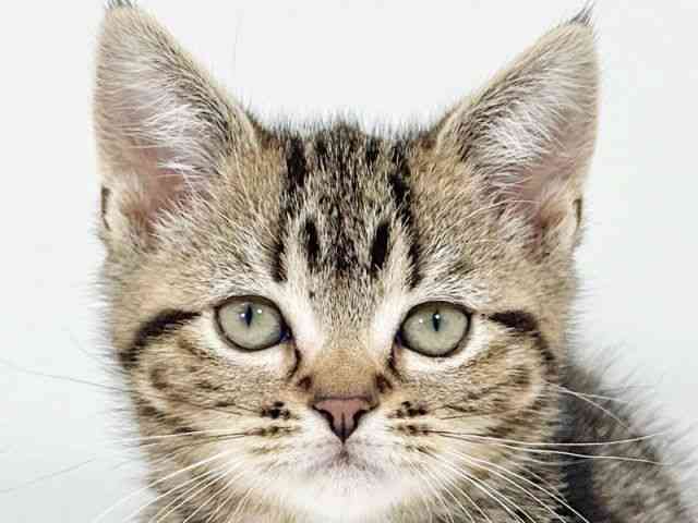 京都府のアメリカンショートヘアー (ひごペットフレンドリーイズミヤショッピングセンター八幡店/2025年10月16日生まれ/女の子/ブラウンクラシックタビー)の子猫の1枚目の画像