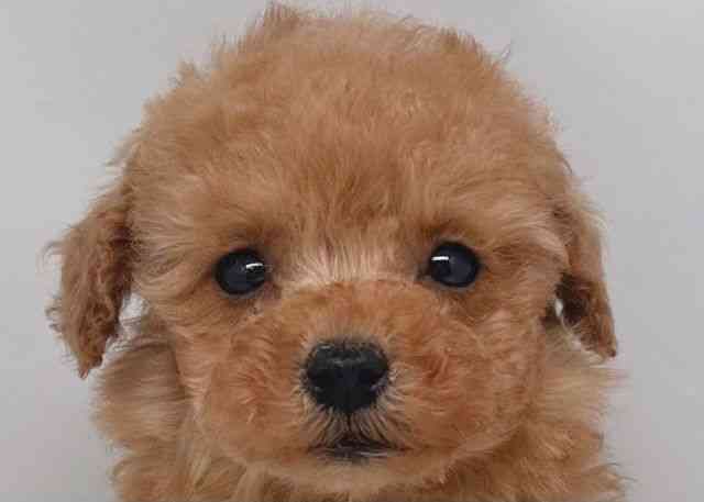 鳥取県のトイプードル(トイ) (ひごペットフレンドリーイオンモール鳥取北店/2025年10月20日生まれ/男の子/オレンジフォーン)の子犬の1枚目の画像