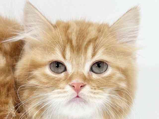 大阪府のスコティッシュフォールド (ひごペットフレンドリー堺プラットプラット店/2025年10月14日生まれ/男の子/レッドタビーホワイト)の子猫の1枚目の画像