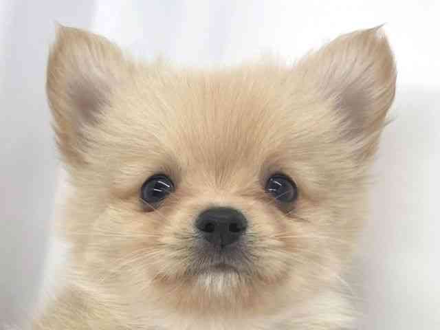 兵庫県のポメチワ/チワポメ/ポメチー(ポメラニアン×チワワ) (ひごペットフレンドリーイオンタウン加古川店/2025年10月21日生まれ/女の子/クリーム)の子犬の1枚目の画像