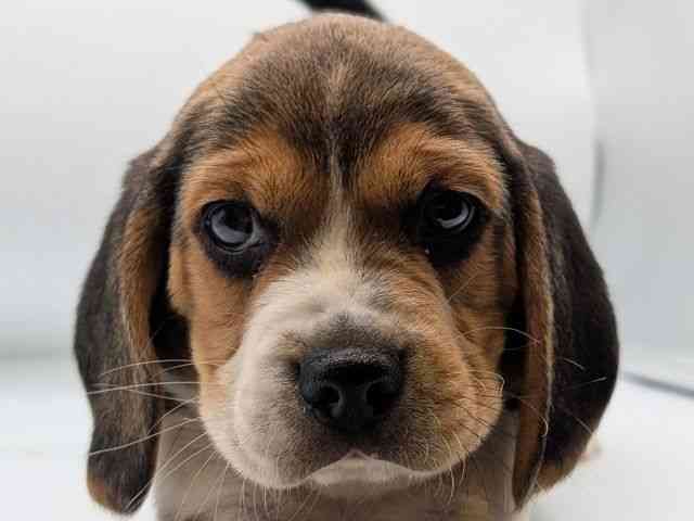 香川県のビーグル (ひごペットフレンドリーゆめタウン高松店/2025年10月21日生まれ/男の子/ハウンドカラー)の子犬