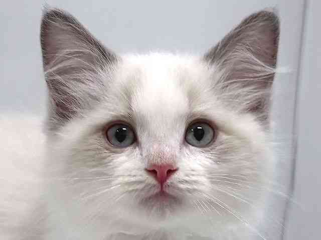 奈良県のラグドール (ひごペットフレンドリー奈良パワーシティ店/2025年10月19日生まれ/男の子/ブルーポイントバイカラー)の子猫の1枚目の画像