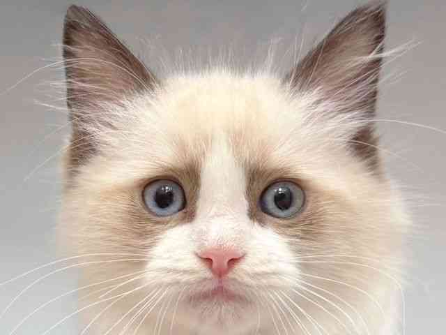 大阪府のラグドール (ひごペットフレンドリー岸和田店/2025年10月19日生まれ/男の子/シールポイントバイカラー)の子猫の1枚目の画像