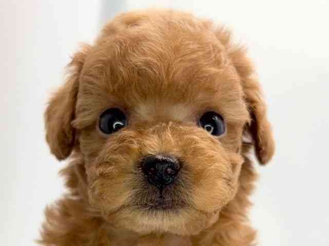 京都府のトイプードル(トイ) (ひごペットフレンドリー洛北阪急スクエア店/2025年10月19日生まれ/男の子/レッド)の子犬の1枚目の画像