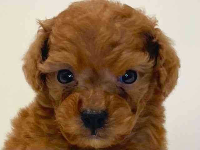 兵庫県のトイプードル(トイ) (ひごペットフレンドリーイトーヨーカドー明石店/2025年10月19日生まれ/男の子/レッド)の子犬の1枚目の画像