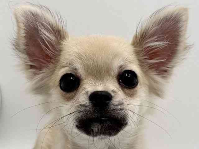 大阪府のチワワ(ロング) (ひごペットフレンドリーみのおキューズモール店/2025年10月19日生まれ/女の子/フォーン)の子犬の1枚目の画像