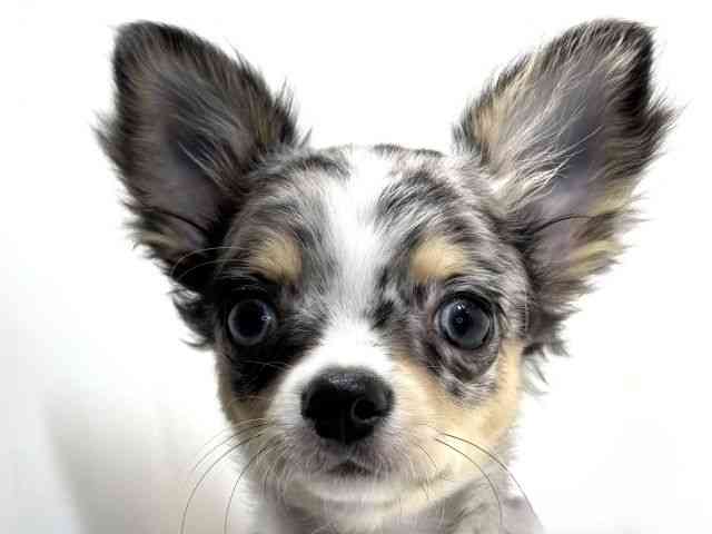 兵庫県のチワワ(ロング) (ひごペットフレンドリーイトーヨーカドー明石店/2025年10月21日生まれ/男の子/ブルーマール)の子犬の1枚目の画像