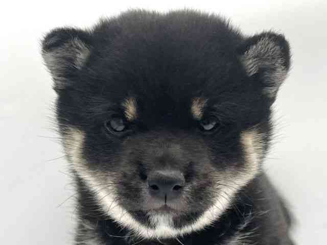 大阪府の柴犬(標準サイズ) (ひごペットフレンドリーららぽーとEXPOCITY店/2025年10月17日生まれ/女の子/黒)の子犬の1枚目の画像