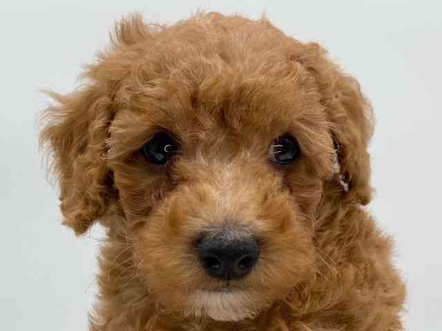 島根県のトイプードル(トイ) (ひごペットフレンドリーイオンモール出雲店/2025年10月19日生まれ/男の子/レッド)の子犬の1枚目の画像