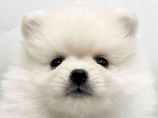 奈良県のポメラニアン (ひごペットフレンドリートナリエ大和高田店/2025年10月19日生まれ/女の子/クリーム)の子犬の1枚目の画像