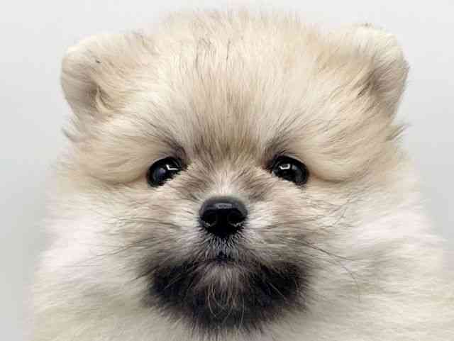 和歌山県のポメラニアン (ひごペットフレンドリーパームシティ和歌山店/2025年10月19日生まれ/男の子/オレンジセーブル)の子犬の1枚目の画像