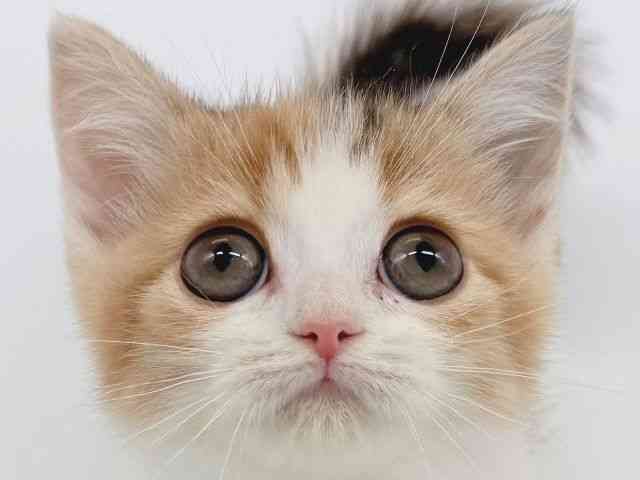 大阪府のマンチカン (ひごペットフレンドリー瓜破店/2025年10月1日生まれ/女の子/ブラウンパッチドタビーホワイト)の子猫の1枚目の画像