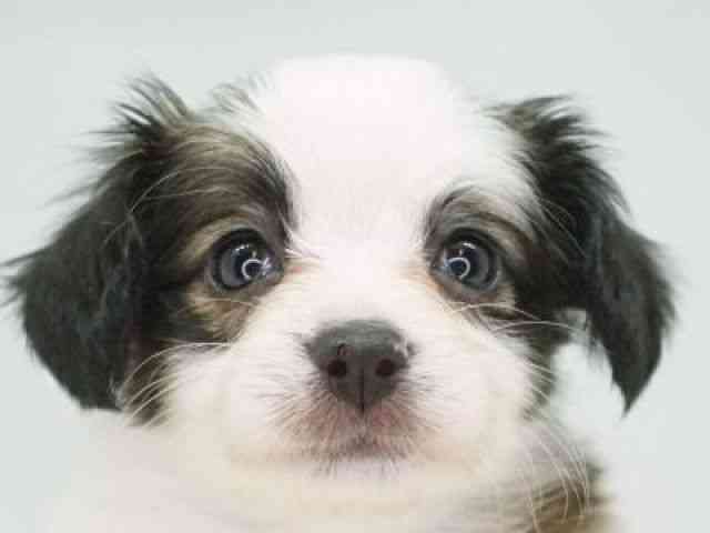 福岡県のパピヨン (ひごペットフレンドリーゆめタウン筑紫野店/2025年10月21日生まれ/女の子/ホワイトレッド)の子犬の1枚目の画像