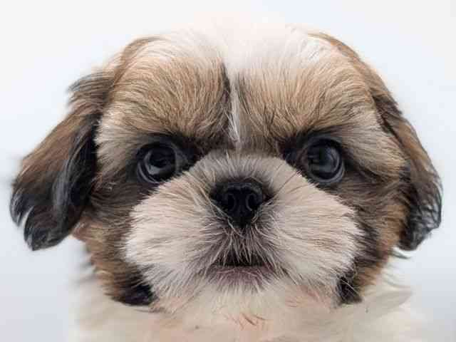 香川県のシーズー (ひごペットフレンドリーゆめタウン高松店/2025年10月20日生まれ/男の子/ホワイトゴールド)の子犬