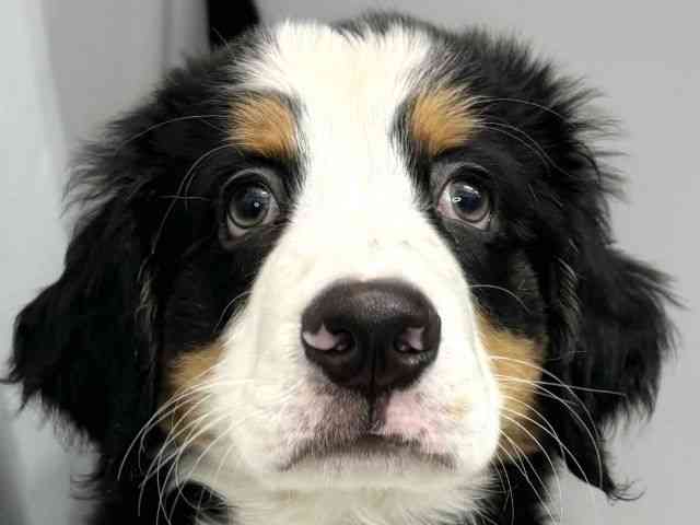 大阪府のバーニーズマウンテンドッグ (ひごペットフレンドリーセブンパーク天美店/2025年10月19日生まれ/男の子/ブラックラストホワイト)の子犬の1枚目の画像