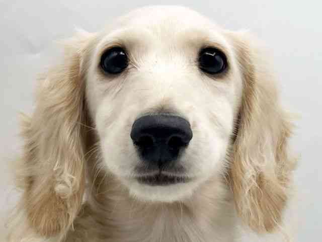 奈良県のミニチュアダックスフンド(ロング) (ひごペットフレンドリートナリエ大和高田店/2025年10月18日生まれ/女の子/イエロー)の子犬の1枚目の画像