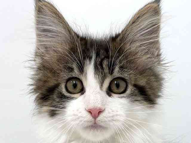 大阪府のメインクーン (ひごペットフレンドリーベルファⅡ都島店/2025年10月21日生まれ/女の子/ブラウンタビーホワイト)の子猫の1枚目の画像