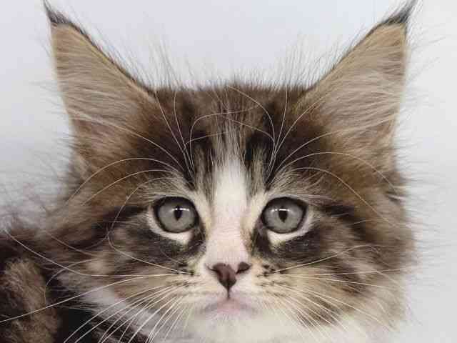 大阪府のメインクーン (ひごペットフレンドリー瓜破店/2025年10月21日生まれ/女の子/ブラウンタビーホワイト)の子猫の1枚目の画像