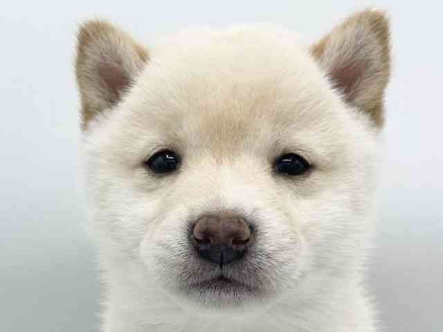 大阪府の柴犬(標準サイズ) (ひごペットフレンドリーららぽーとEXPOCITY店/2025年10月20日生まれ/女の子/白)の子犬の1枚目の画像