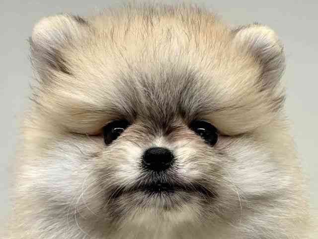 大阪府のポメラニアン (ひごペットフレンドリーセブンパーク天美店/2025年10月19日生まれ/男の子/パーティーカラー)の子犬の1枚目の画像