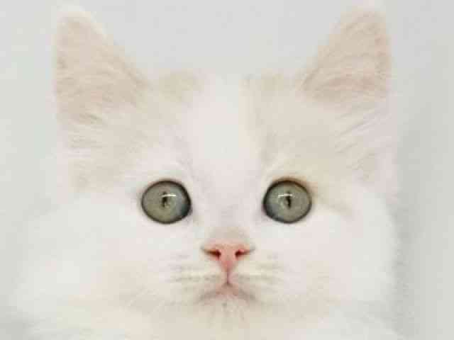 福岡県のスコティッシュフォールド (ひごペットフレンドリーゆめタウン筑紫野店/2025年10月20日生まれ/男の子/クリームホワイト)の子猫の1枚目の画像