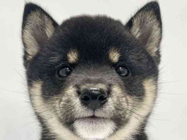 高知県の柴犬(標準サイズ) (ひごペットフレンドリーイオンモール高知店/2025年10月20日生まれ/女の子/黒)の子犬の1枚目の画像