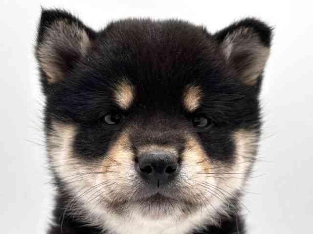 奈良県の柴犬(標準サイズ) (ひごペットフレンドリー田原本店/2025年10月20日生まれ/女の子/黒)の子犬の1枚目の画像