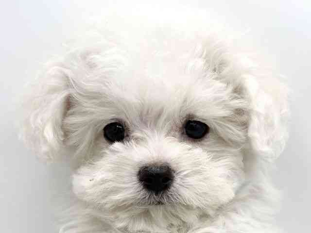 兵庫県のビションフリーゼ (ひごペットフレンドリークラウンパーク伊丹店/2025年10月15日生まれ/女の子/ホワイト)の子犬の1枚目の画像