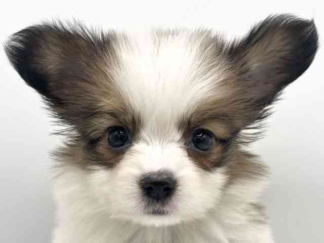 大阪府のパピヨン (ひごペットフレンドリーららぽーとEXPOCITY店/2025年10月14日生まれ/女の子/ホワイトブラウン)の子犬の1枚目の画像